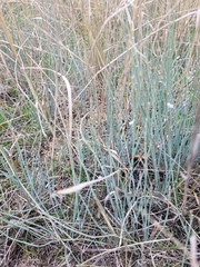 Ephedra distachya