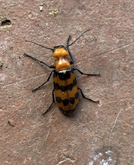 Cissites auriculata