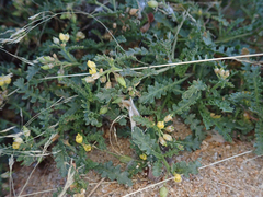 Rorippa subumbellata