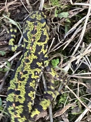 Triturus marmoratus
