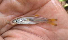 Rasbora trilineata