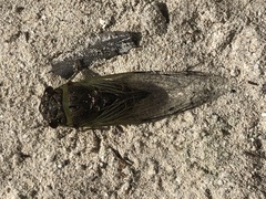 Diceroprocta alacris