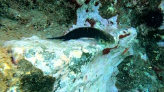 Ophioblennius atlanticus