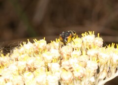 Oxythyrea marginalis