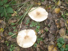 Melanoleuca grammopodia