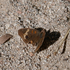 Junonia grisea