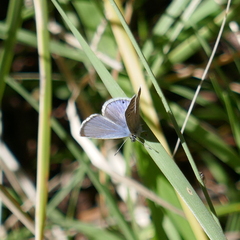 Echinargus isola