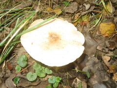 Melanoleuca grammopodia