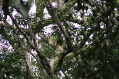 Alouatta seniculus