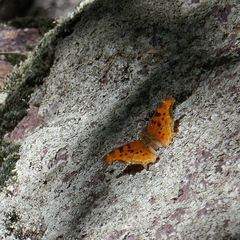 Polygonia satyrus