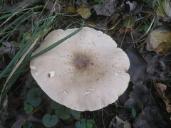 Melanoleuca grammopodia