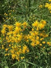Senecio inornatus