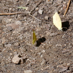 Abaeis mexicana