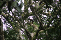 Alouatta seniculus