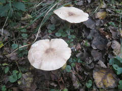 Melanoleuca grammopodia