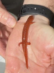Pseudotriton ruber