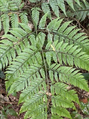Rumohra adiantiformis