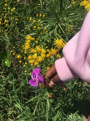 Senecio inornatus