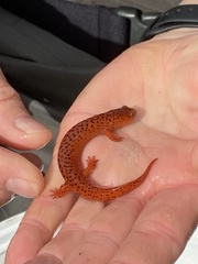 Pseudotriton ruber