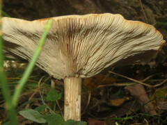 Melanoleuca grammopodia