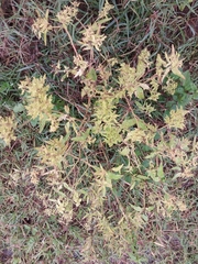 Croton bonplandianus