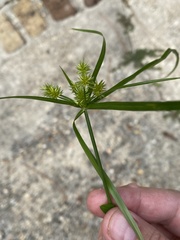 Cyperus croceus