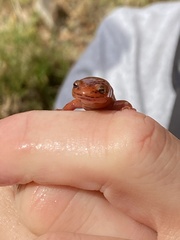Pseudotriton ruber