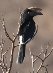 Bycanistes bucinator