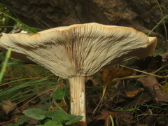 Melanoleuca grammopodia