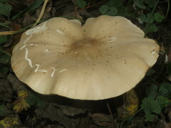 Melanoleuca grammopodia