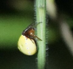 Araneus viridiventris