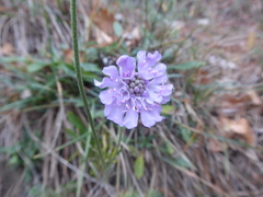 Scabiosa canescens