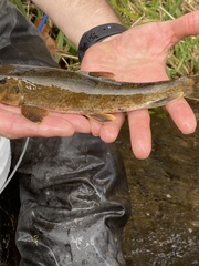 Hypentelium nigricans