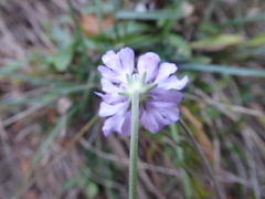 Scabiosa canescens