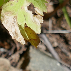 Abaeis mexicana