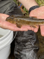 Hypentelium nigricans