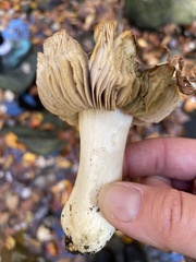 Tricholoma subsejunctum