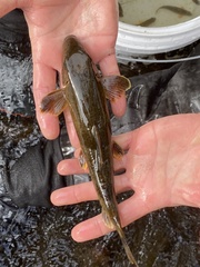 Hypentelium nigricans