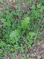 Carduus pycnocephalus