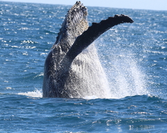 Megaptera novaeangliae