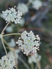Seseli tommasinii