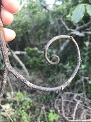 Dalbergia obovata