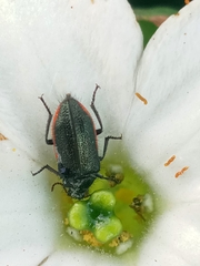 Astylus quadrilineatus