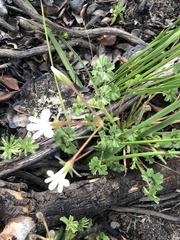 Pelargonium elongatum