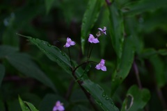 Tripogandra amplexicaulis