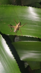 Tettigoniinae