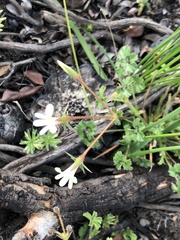 Pelargonium elongatum