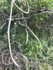Dalbergia obovata