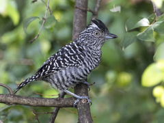 Thamnophilus doliatus