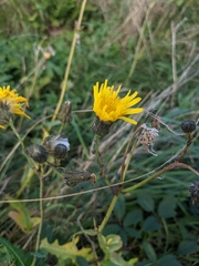 Sonchus arvensis